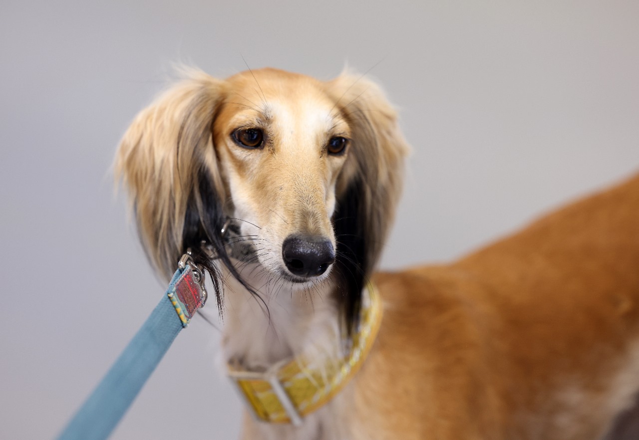 The Arabian Saluki Beauty Contest at ADIHEX 2024